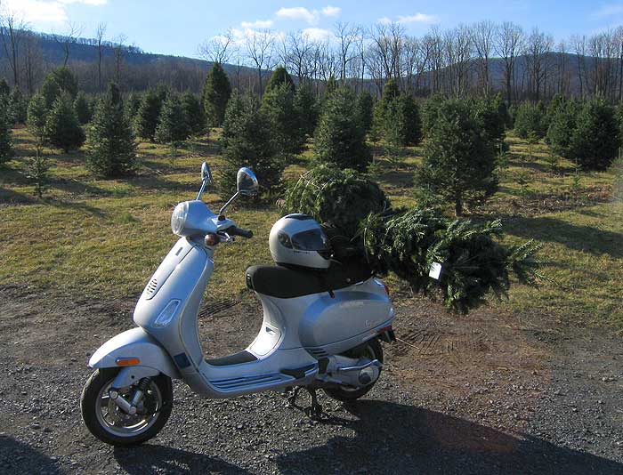 Hauling a Christmas tree home from Tait Farm on a Vespa LX150.