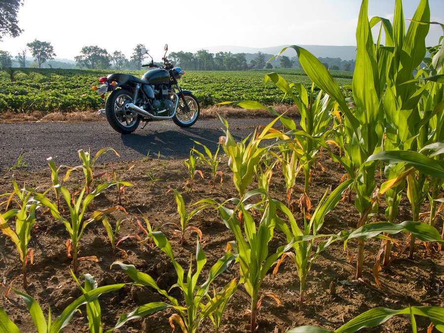 Triumph Bonneville in a cornfield