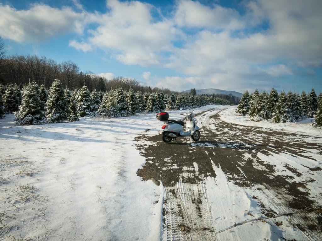 Vespa scooter at a Christmas tree farm