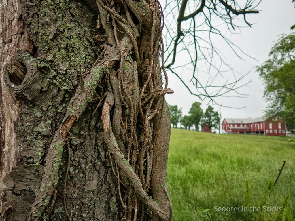 vine covered tree and barn