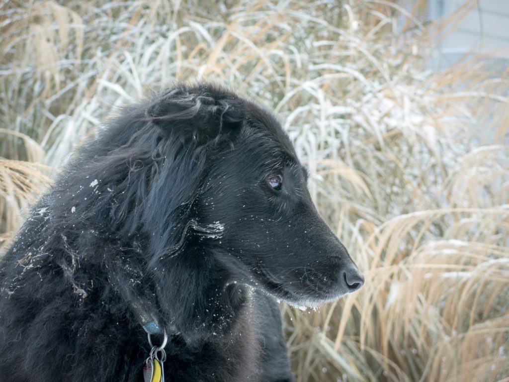 Belgian Sheepdog in winter