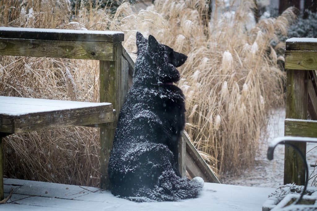 Belgian Sheepdog sitting on porch in the snow