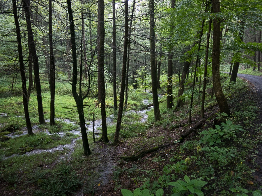 Water flowing through Rothrock State Forest