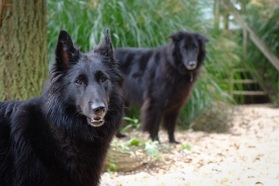 Belgian Sheepdogs