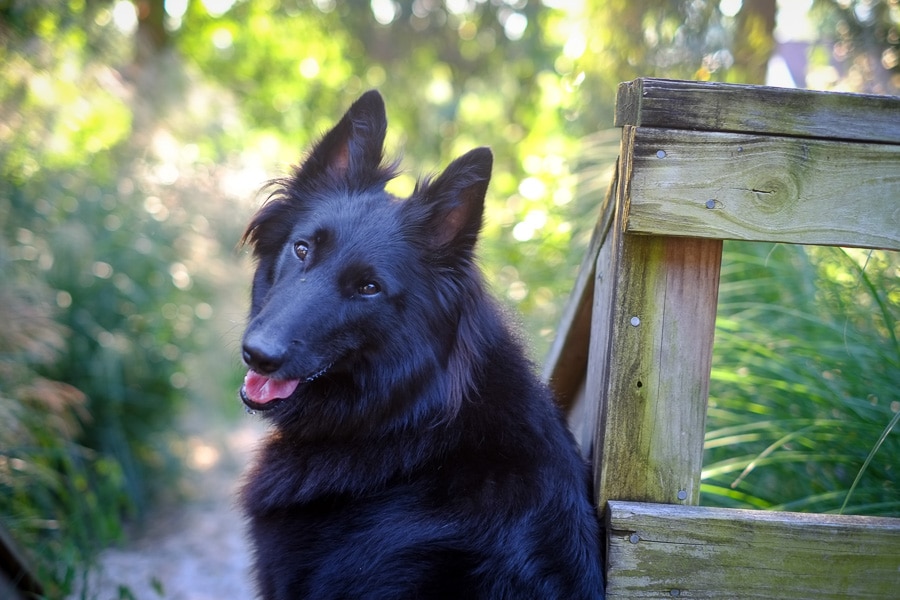 Portrait of a Belgian Sheepdog