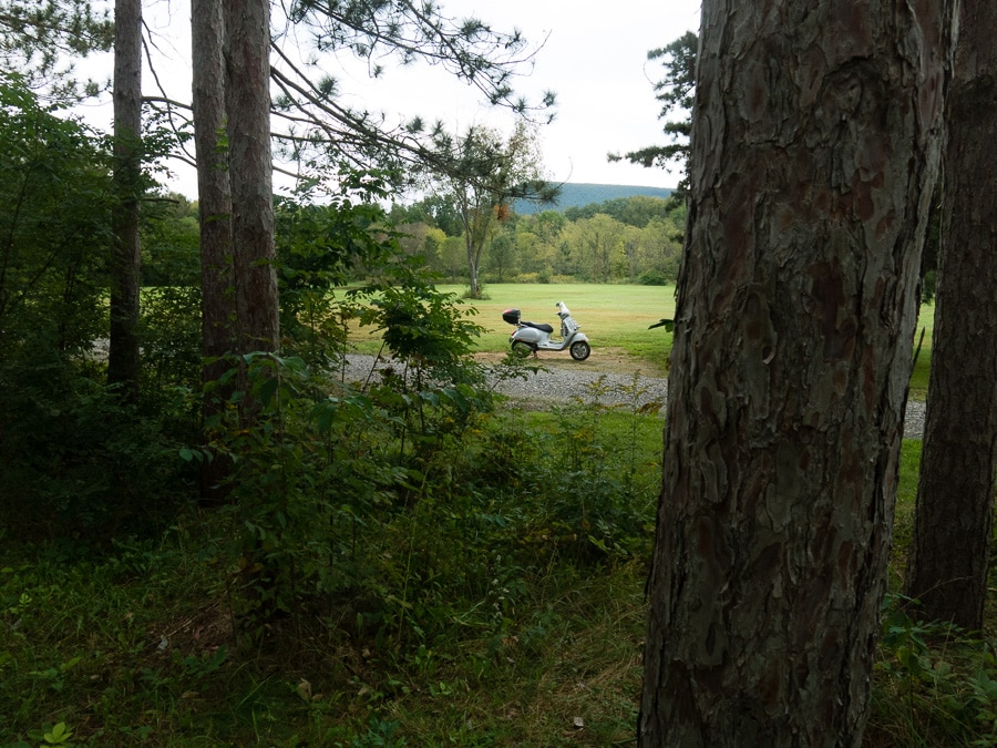 Vespa GTS scooter viewed through a pine woods