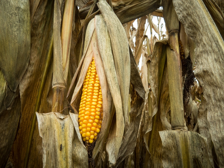 Ear of drying field corn before harvest