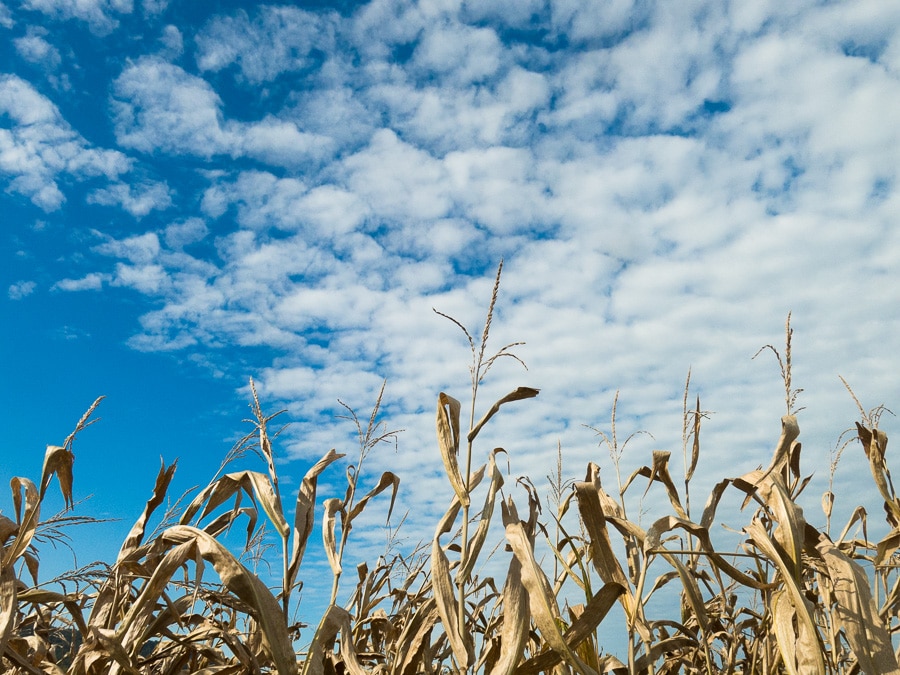 Corn drying in cornfield