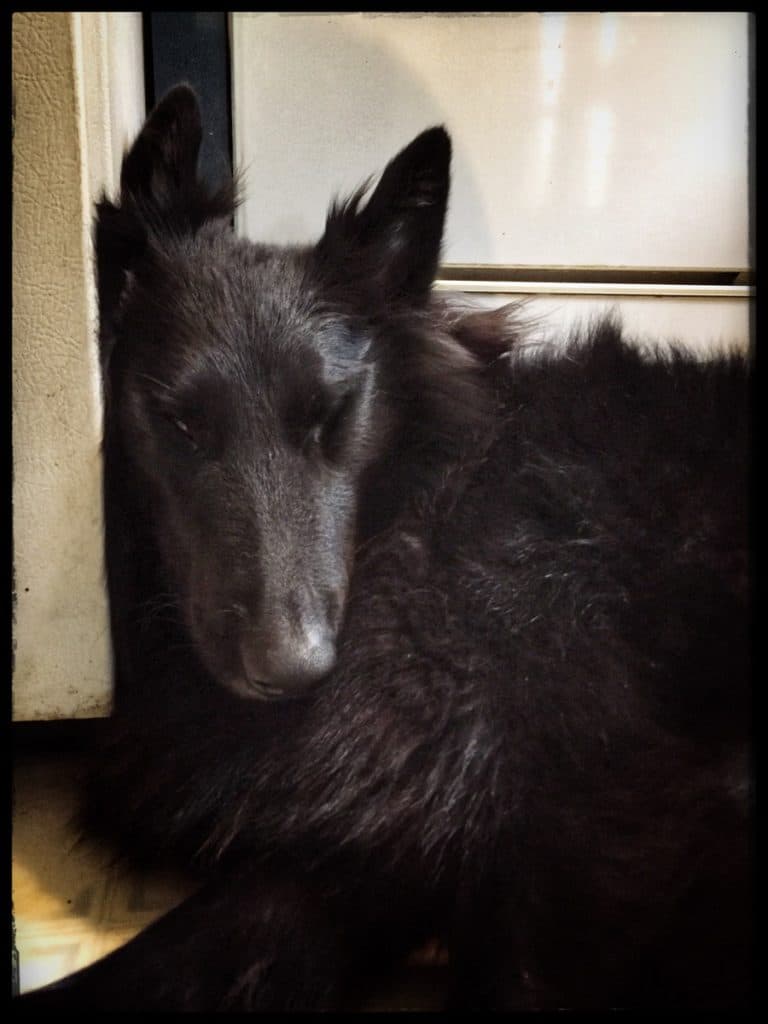 Black Belgian Sheepdog sleeping against refrigerator.