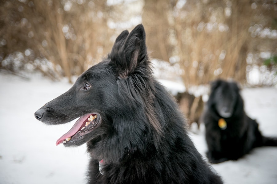 Belgian Sheepdogs in the snow