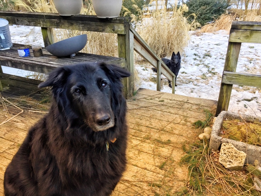 Belgian Sheepdogs outside.