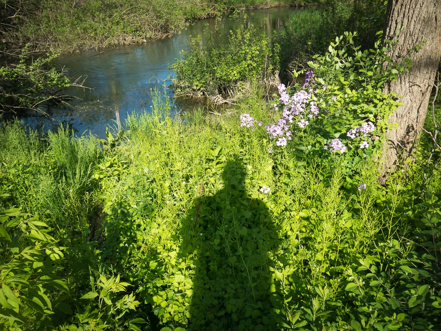 Shadow of a man on plants next to a stream.
