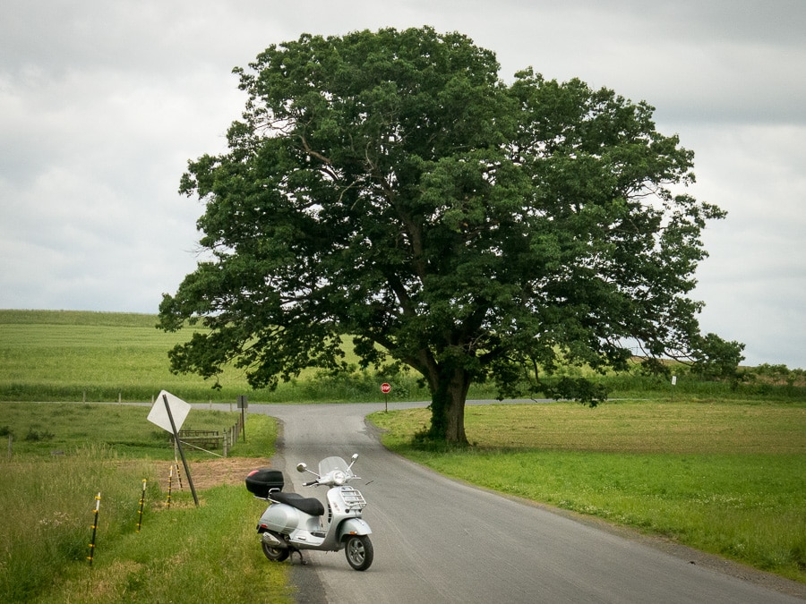 Vespa GTS scooter parked near a big tree in a farm field.