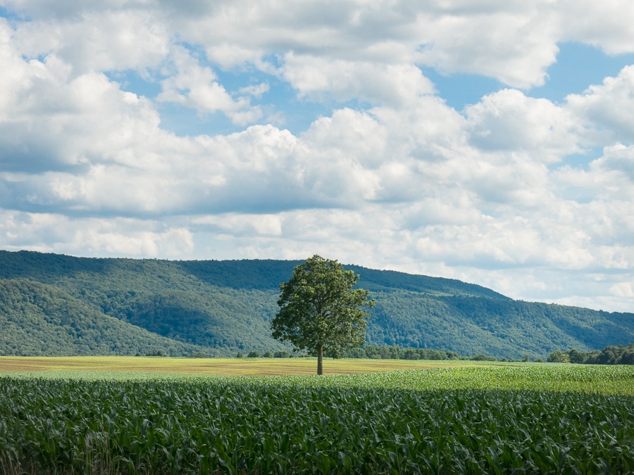 Lone tree on the Pennsylvania rural landscape.