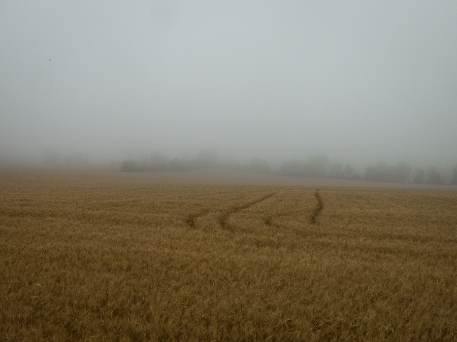 wheat field in the fog