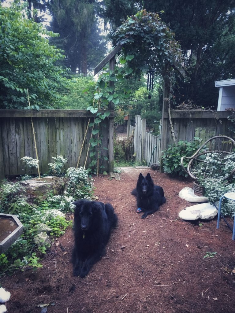 Two black dogs in a garden setting
