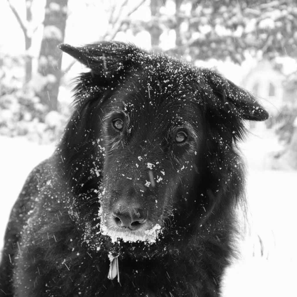 Belgian Shepherd in the snow