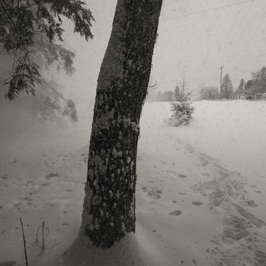 Tree trunk in blowing snow.