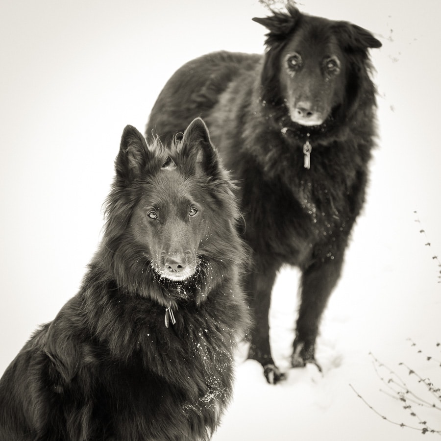 Two Belgian Shepherds in the snow.