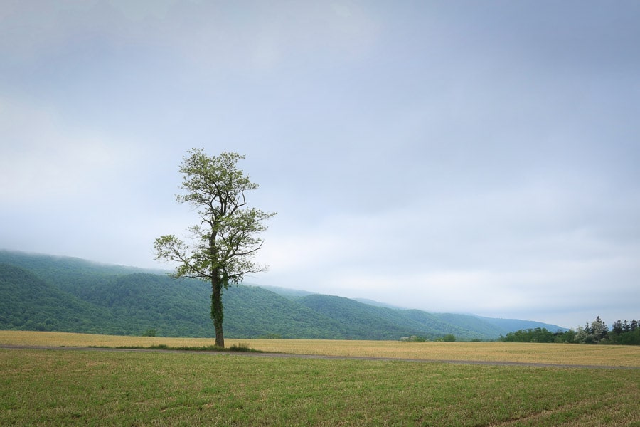 A lone tree in an open field with a mountain ridge in the background.