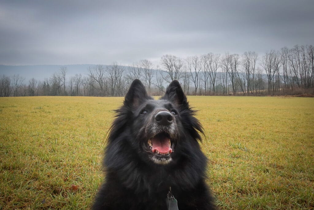 Belgian Shepherd dog smiling