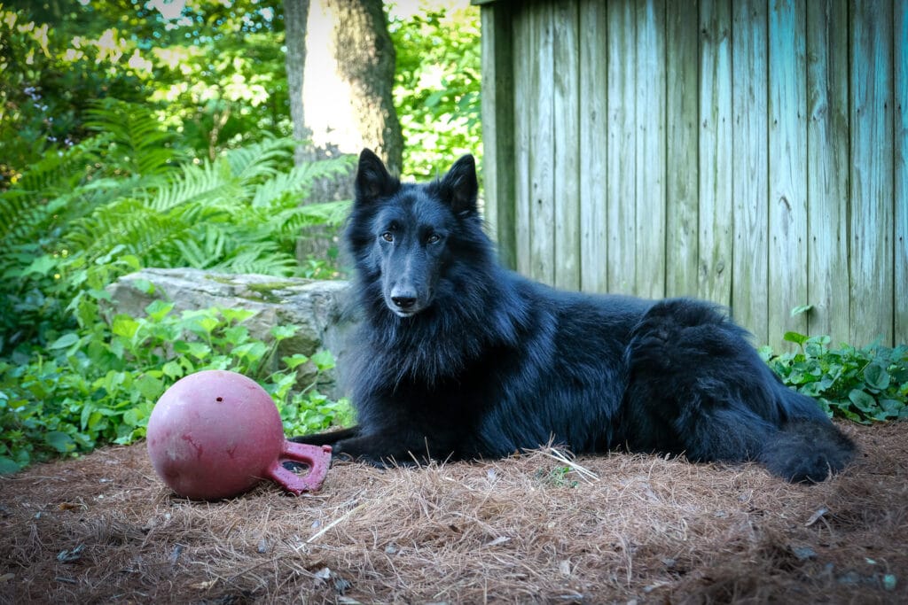 Belgian Sheepdog laying with a Jolly Ball.