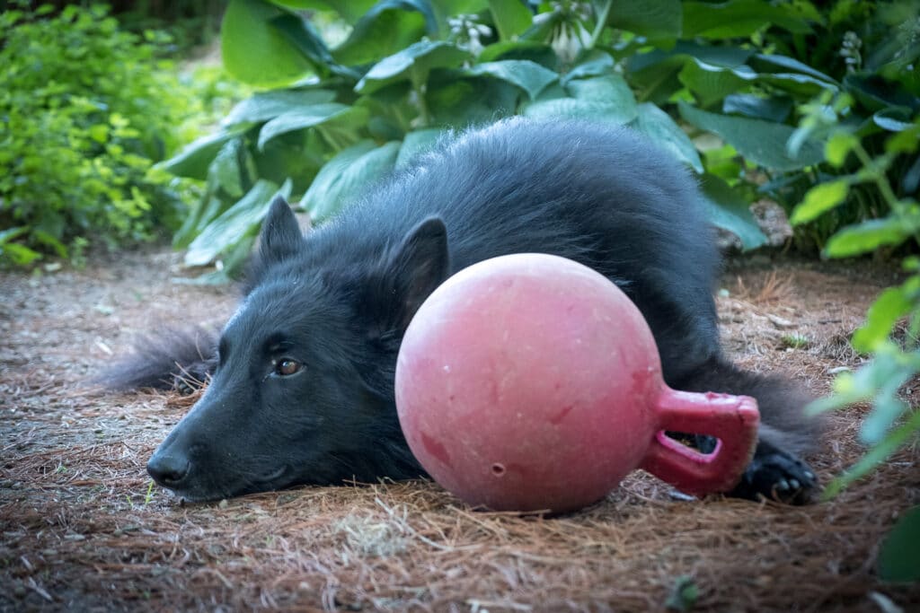 Belgian Sheepdog with his Jolly Ball