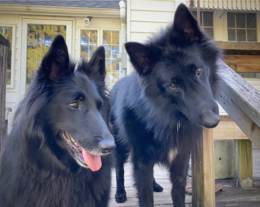 Female and male Belgian Sheepdogs