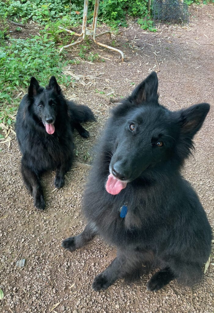 Belgian Sheepdogs