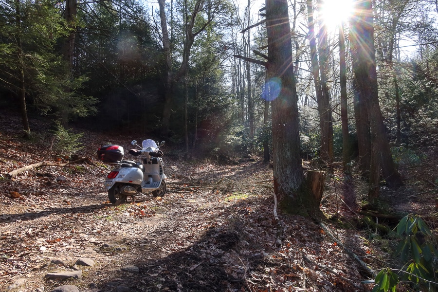 A Vespa GTS 250 scooter in a forest.