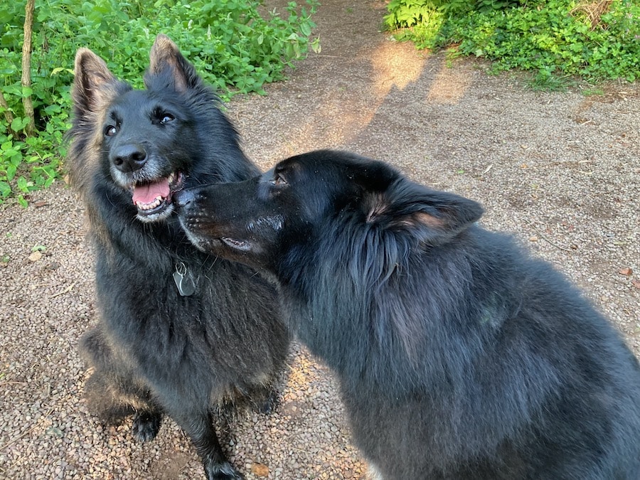 Belgian Sheepdogs playing.