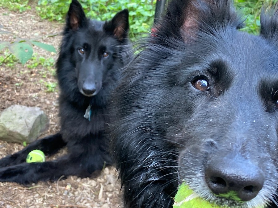 Two Belgian Sheepdogs.