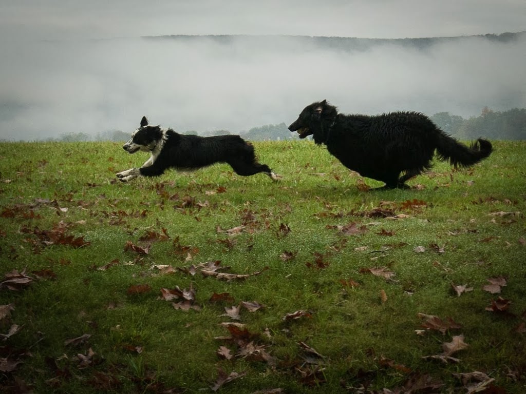 Two dogs racing through a field.