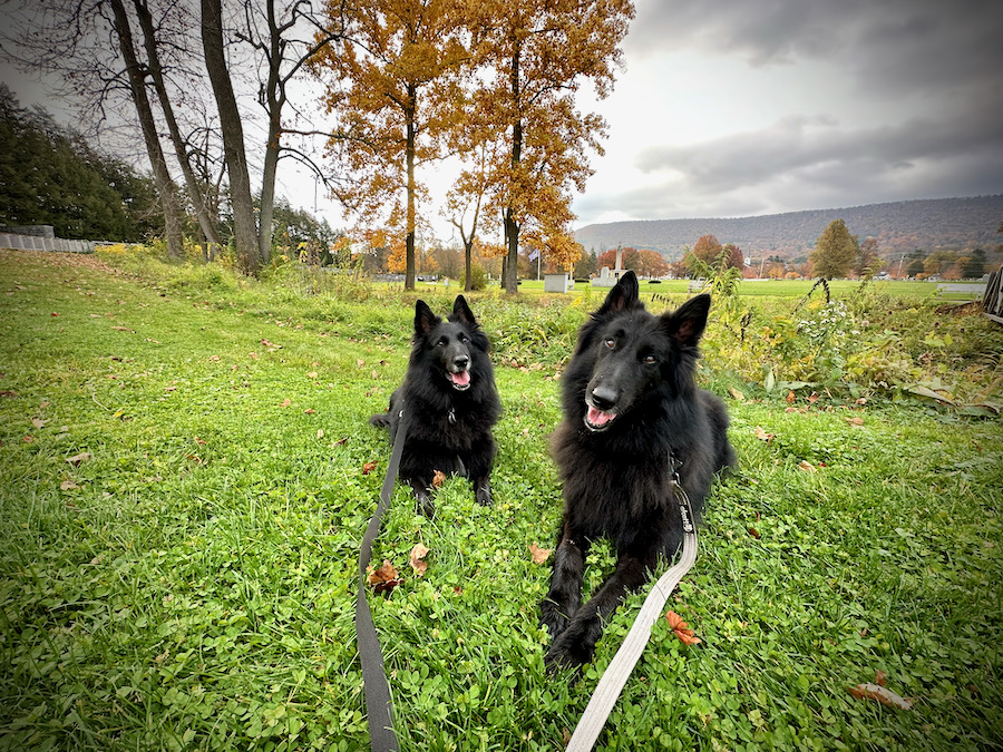 Two Belgian Sheepdogs at the Pennsylvania Military Museum.
