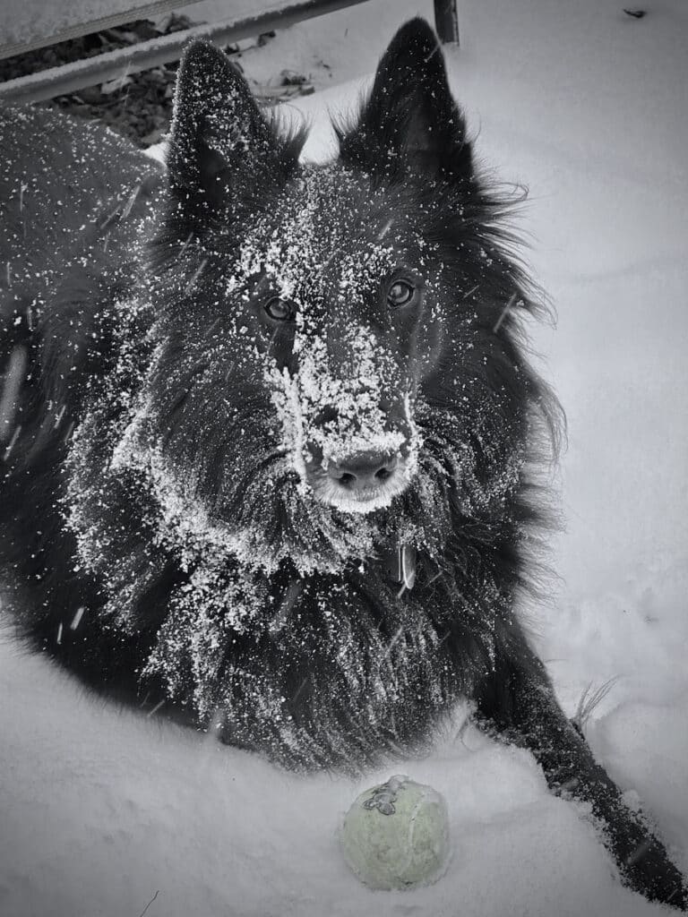 Belgian Sheepdog in snow.