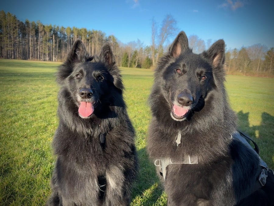 Two Belgian Sheepdogs on a sunday morning at the park.