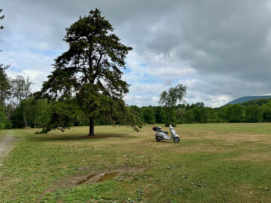 Vespa GTS scooter in a field by a big pine tree.