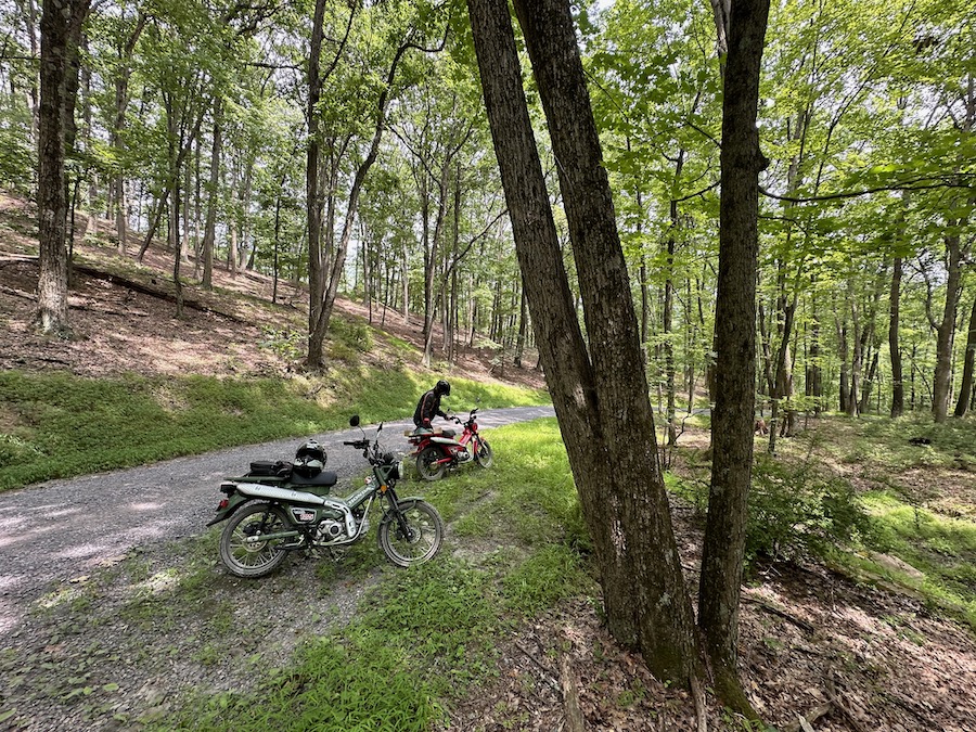 Two Honda Trail 125 motorcycles stopped alongside a forest gravel road.