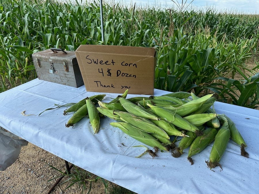 Table with a spread of sweet corn with a self-pay box.