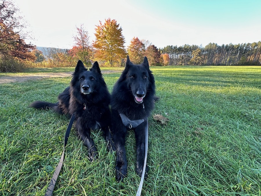 Two Belgian Sheepdogs relaxing in a field.