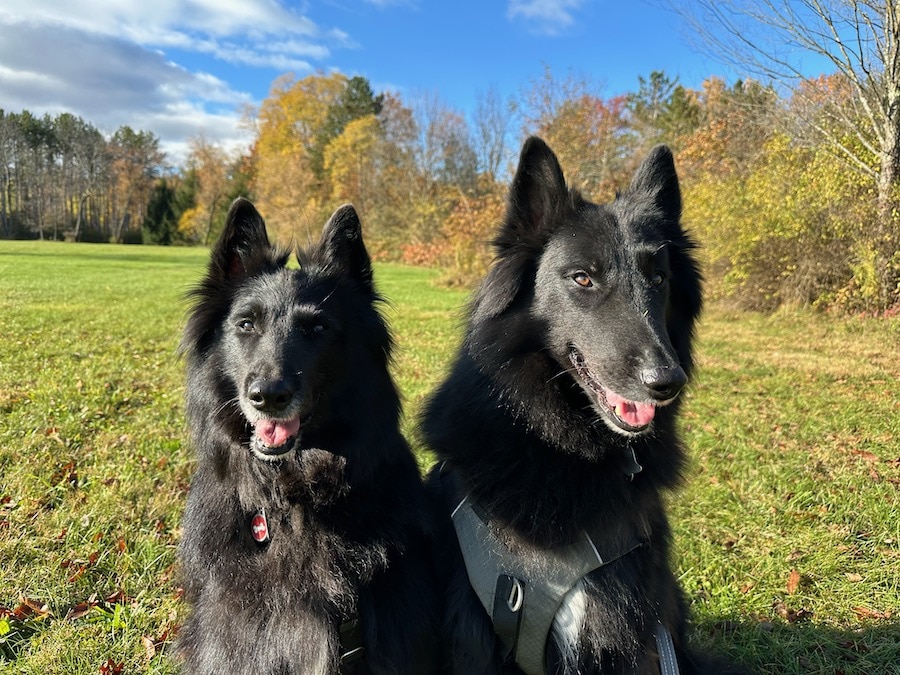 Two Belgian Sheepdogs in an autumn morning.