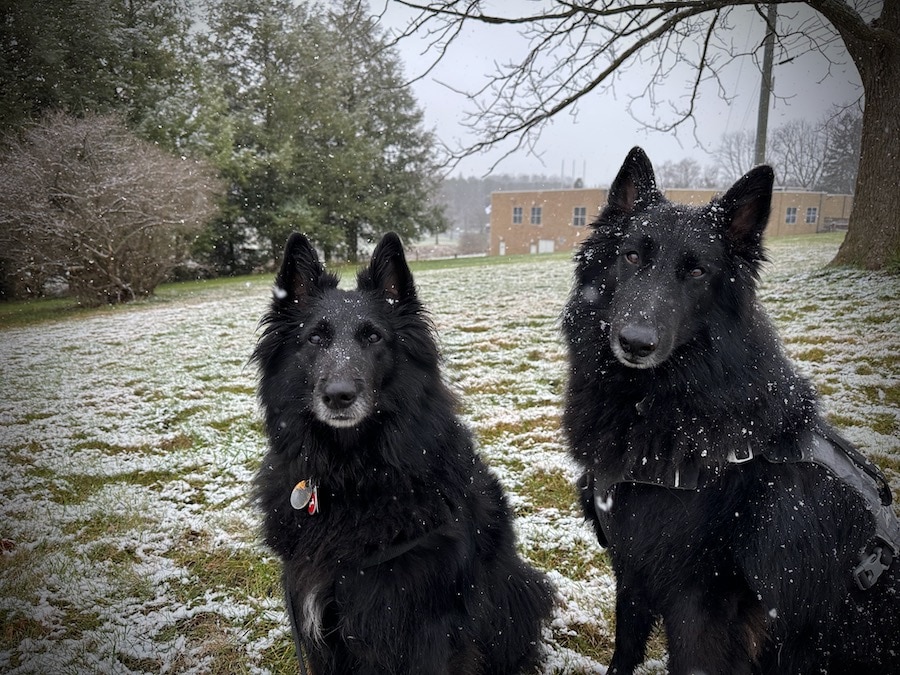 Two Belgian Sheepdogs sitting outdoors in a light snowfall.