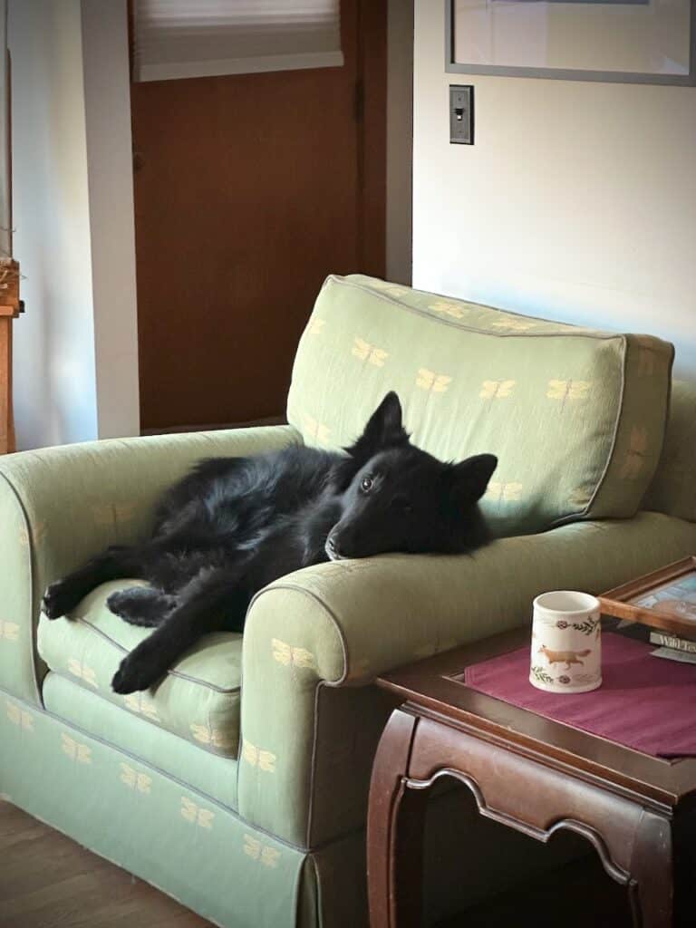 Belgian Sheepdog relaxing in an easy chair.