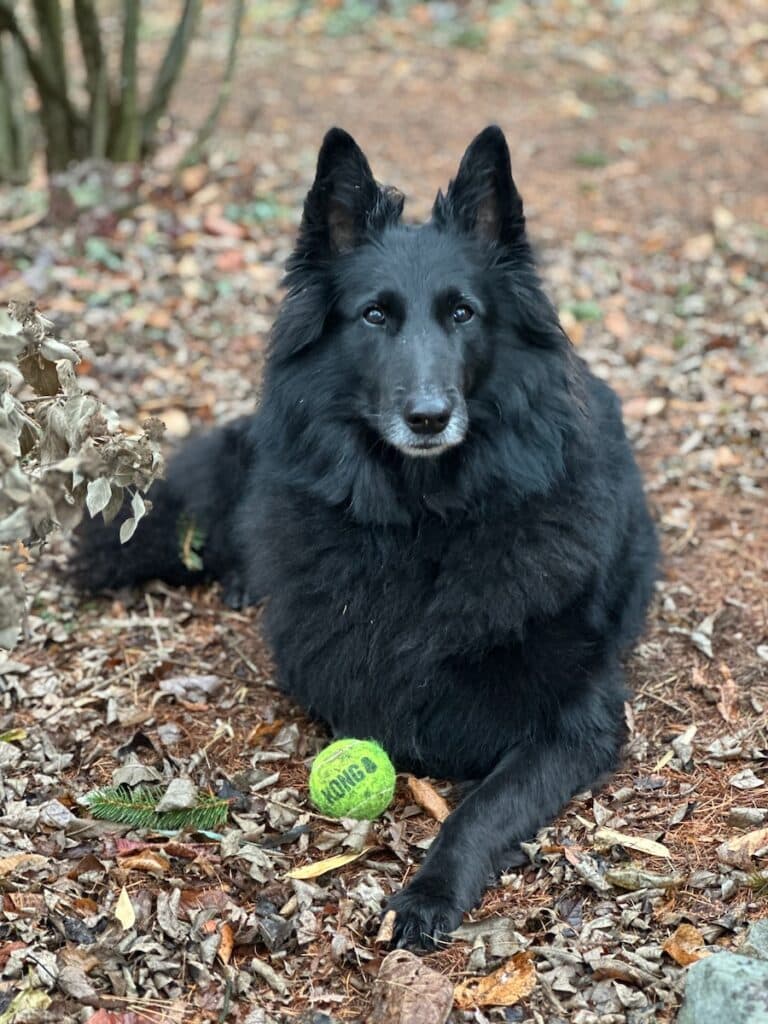 Belgian Sheepdog outside with a KONG squeaky ball.