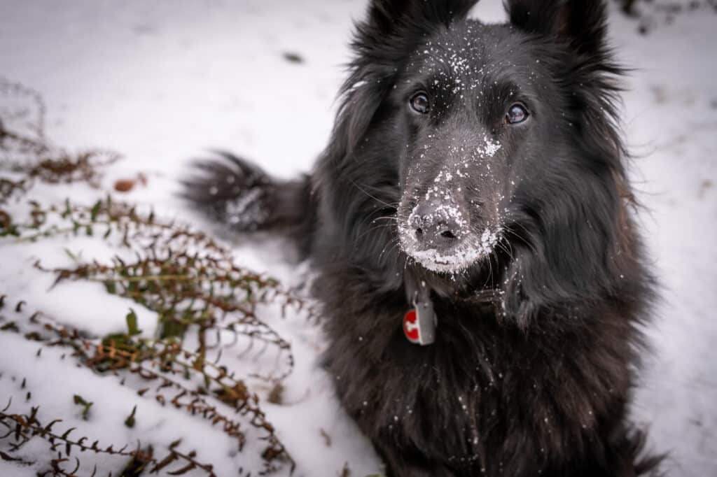 A Belgian Sheepdog laying in the snow.