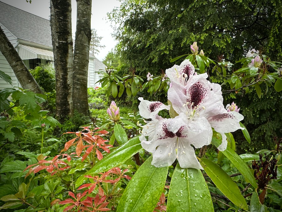 Rhododendron flower in the rain.