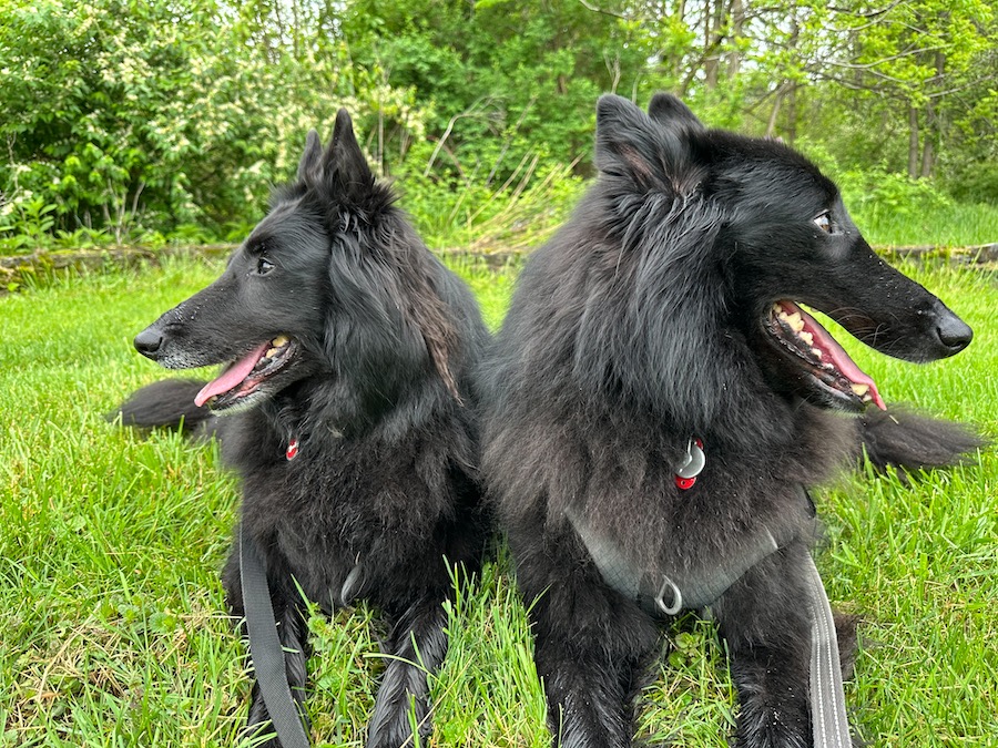Two Belgian Sheepdogs resting in the grass.