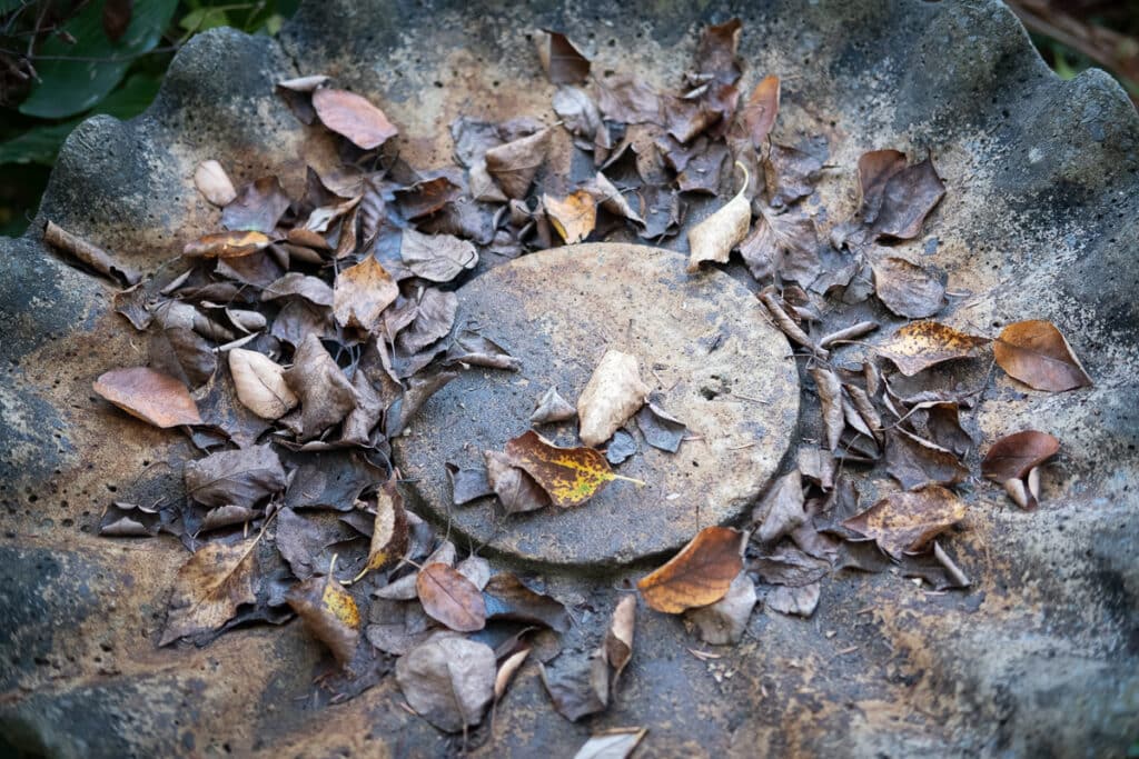 Leaves in the bird bath.
