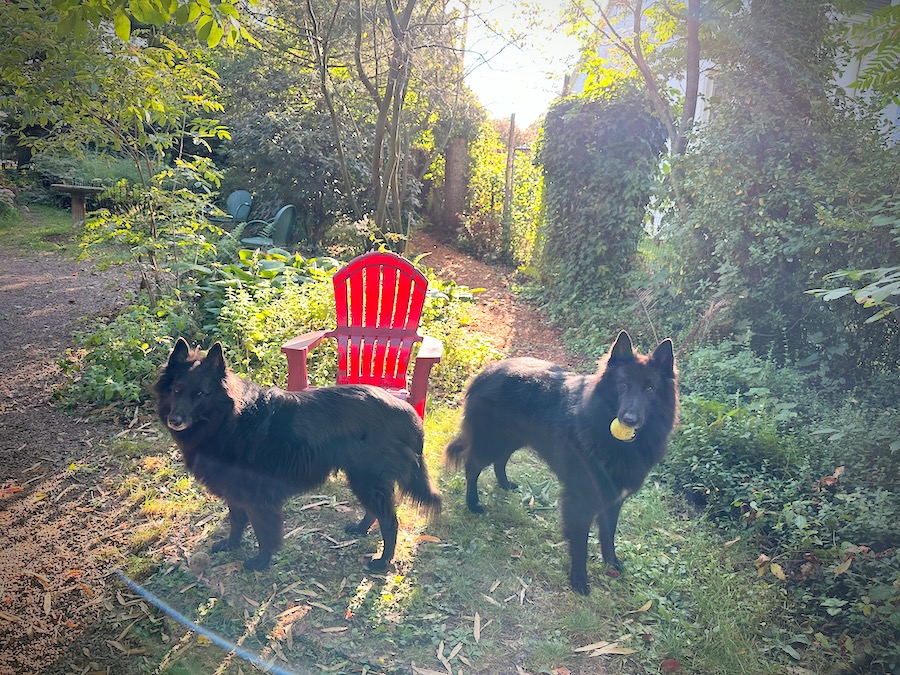 Two Belgian Sheepdogs on a summer morning.