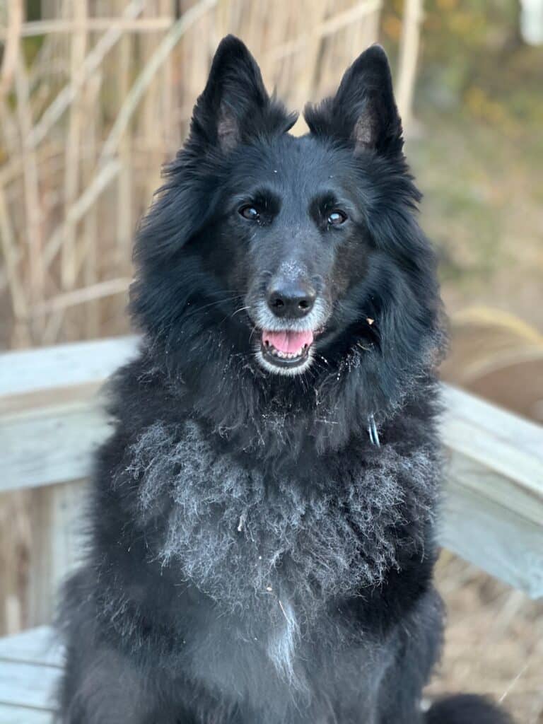 Belgian Sheepdog with a frosty mane.